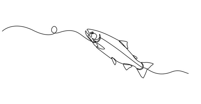 Animation video ofSalmon fish in one continuous line art drawing style Animation video, Single line drawing of a leaping salmon, aquatic elegance, Fresh salmon fish in continuous line art drawing ,