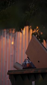 Open dumpster with cardboard lid and overflowing garbage bag beneath tree leaves, against a corrugated metal wall glowing at sunset, framing an urban alley scene in warm twilight.