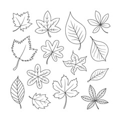 Obraz premium Collection of hand drawn black and white autumn leaves