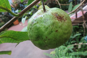 グリーンフルーツ