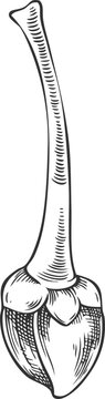 Lucuma tree stem with seed vector sketch, engraved hand drawn unripe berry, eggfruit, farm plant, superfood ink style