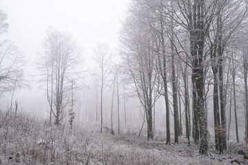 Bezaubernder Winterwald mit Schnee und Nebel 1