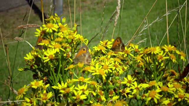 A butterfly from the subfamily Satyrinae sits on the yellow inflorescences of Jacobaea vulgaris.
