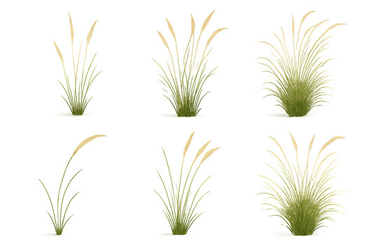 Six isolated ornamental grass clumps with tan seed heads on a transparent background