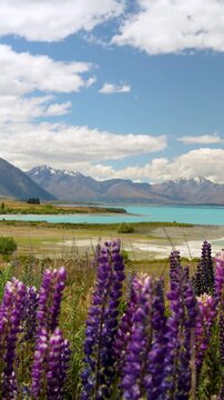 Lupins bloom beside turquoise Lake Tekapo with the Southern Alps behind, vertical right pan drone shot.