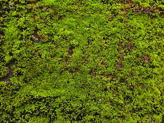Lush Vibrant Green Moss Texture Covering Natural Forest Ground Background