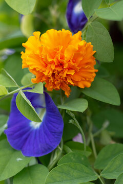 Vibrant Orange Marigold and Blue Butterfly Pea Flower Blooming in Garden