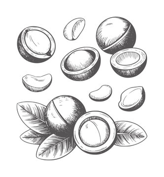 Black and white hand drawn of macadamia nuts and leaves food healthy organic