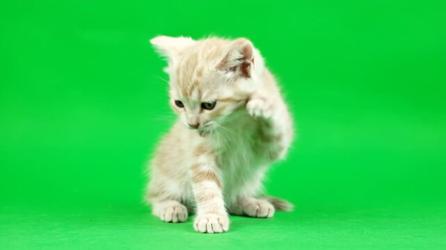 Cute little orange kitten playing alone.