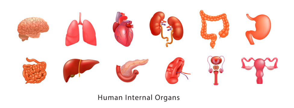 Human Body Organs Set for Medical Education and Healthcare Design. Realistic Medical Illustration of Human Internal Organs and Systems