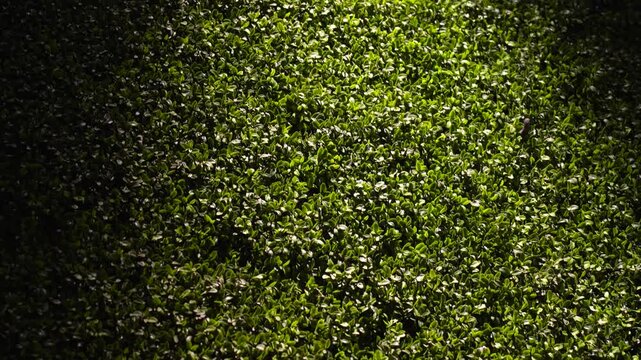 Lush Green Boxwood Hedge Texture with Natural Sunlight. Close-up of a dense green leaf hedge with a dramatic sunlit patch. Natural background for gardening, landscaping, and environmental themes