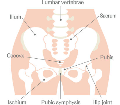 Pelvis Anatomy Labeled Diagram of Human Skeletal Structure