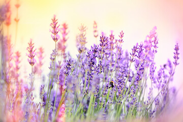 Lavender flower in bloom, bee, bumblebee pollinate and collect lavender nectar © PhotoIris2021