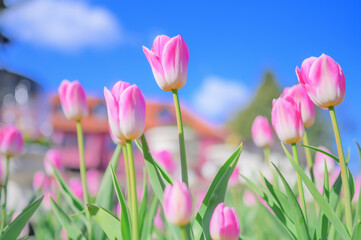 Obraz premium Pink Tulips with Scandinavian Style Building in Spring