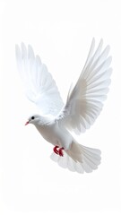 Fototapeta premium White Dove in Mid Flight Against a Clear White Background Studio Shot