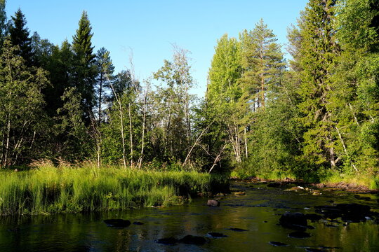 Fluss, Bach, Sanginjoki, Natur, Naturschutzgebiet, Finnland, Skandinavien, Europa, Wald, Nadelwald, Wasser, blau, green