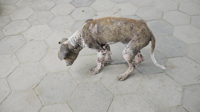 Stray dog with mange scratching itself on road