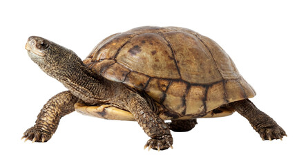 Obraz premium eastern box turtle isolated on a transparent background, captured in profile with its head extended and detailed shell, perfect for versatile graphic design and educational use.