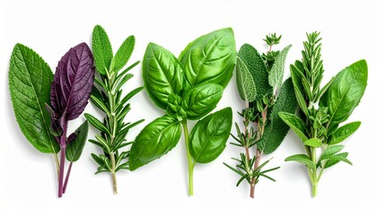 Assortment of Fresh Culinary Herbs on White Background Still Life