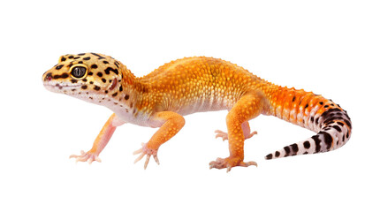 Obraz premium png image of a whole leopard gecko with orange skin and black spots, isolated on a transparent background, ready for graphic design applications.