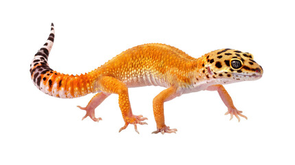 Naklejka premium an isolated leopard gecko on a transparent background, showcasing its vivid orange and yellow scales and distinctive black spot patterns, a beloved reptile for enthusiasts.