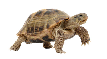Obraz premium a russian tortoise captured in a png format with a transparent background, allowing for versatile integration into various graphic designs and digital projects.