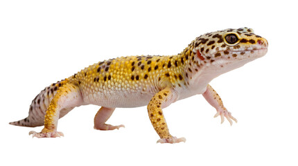 Fototapeta premium high-resolution png image of a leopard gecko reptile isolated on a transparent transparent background, showcasing its vibrant yellow and black spots and intricate scale details in a profile view.