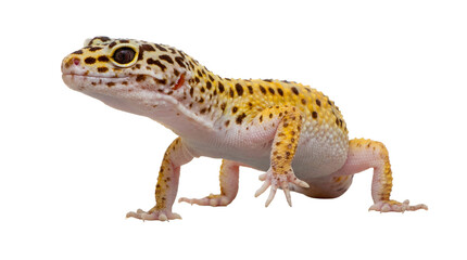 Obraz premium a png image featuring a leopard gecko with its natural yellow, white, and black spotted pattern, presented isolated on a transparent background for versatile design use.