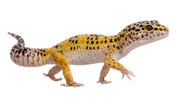 Realistic Full-Body Photograph of Leopard Gecko with Yellow and Black Spots Walking Forward, Showcasing Detailed Scales and Texture on Transparent Background