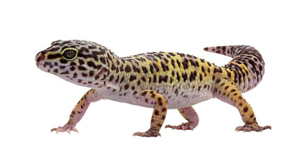 a side profile photograph of a leopard gecko (eublepharis macularius) with its unique spotted pattern, presented on a neutral transparent background for dramatic emphasis and contrast.