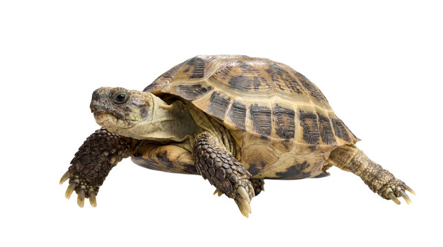 high-quality png image of a russian tortoise against a transparent background, showcasing its detailed shell and scaly limbs for easy integration into diverse designs and projects.