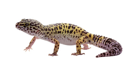 a detailed, vibrant photograph of a leopard gecko (eublepharis macularius) showcasing its distinctive spotted pattern and textured skin, captured in profile against a clean white background. © Ricky