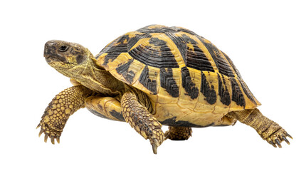 Obraz premium Detailed PNG of Mediterranean Tortoise with Yellow and Black Patterned Shell, Sturdy Limbs and Keen Eyes, Isolated on Transparent Background