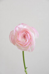 ピンクのラナンキュラス