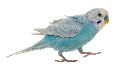 Fototapeta premium a detailed photograph of a blue and white budgerigar in motion, captured against a transparent background, with its wings slightly raised and body angled.