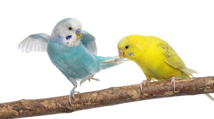 two budgies on a branch, one blue and white with wings open, the other yellow, in a png format with a transparent background, ideal for graphic design and digital use. © Gail