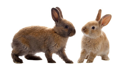 Obraz premium close-up png image of two small brown rabbits on a transparent background, the rabbit on the left facing left and the rabbit on the right facing right, engaged in a moment of gentle communication.