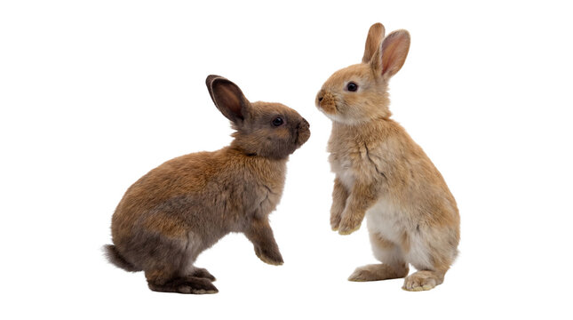 adorable young brown and tan rabbits stand on a transparent background, looking at each other with curiosity and innocence, capturing a moment of playful interaction between two cute bunnies.