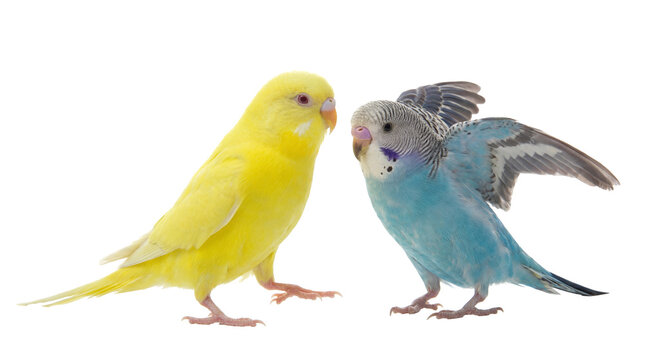 High-Quality Photo of Two Budgerigars, One Vivid Yellow and One Blue with Grey Markings, Showcasing Distinct Colors and Detail on Transparent Background