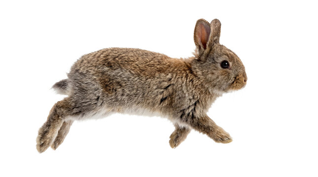 small fluffy brown rabbit hopping across a transparent background, captured in mid-motion with its legs extended.