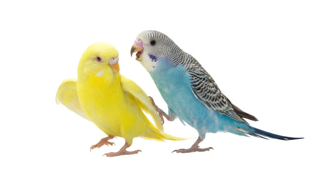 two budgerigars in motion, a yellow and a blue budgie, with the blue budgie appearing to step or reach towards the yellow budgie on a transparent background.