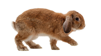 a curious brown lop-eared rabbit captured from the side on a transparent background, highlighting its soft fur and attentive posture.