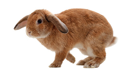 adorable brown lop-eared rabbit photographed in profile on a transparent background, showcasing its...
