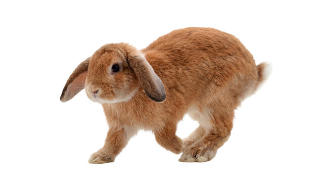 a charming holland lop rabbit with soft brown fur and distinctive floppy ears is shown in profile, walking elegantly on a transparent background.