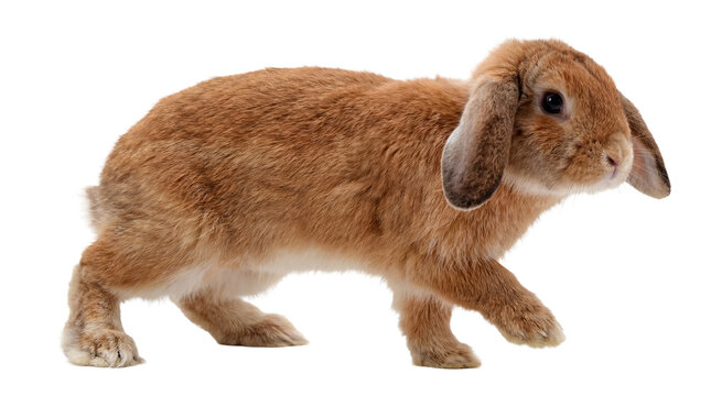 brown lop-eared rabbit hopping with floppy ears, isolated on a transparent background for easy integration