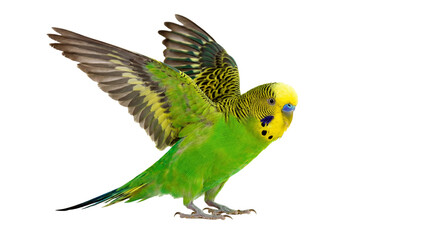 Fototapeta premium a lively green budgerigar with wings outstretched in mid-air, featuring detailed feather textures and vibrant colors against a transparent background.