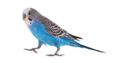 a vibrant blue budgerigar bird stands alert on a transparent background, captured in a high-quality studio photograph with transparency. © Chris