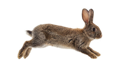 a brown rabbit with its ears up and white whiskers is captured mid-leap against a stark transparent background, showcasing its dynamic movement and furry texture in a high-contrast studio shot. © Jennafer