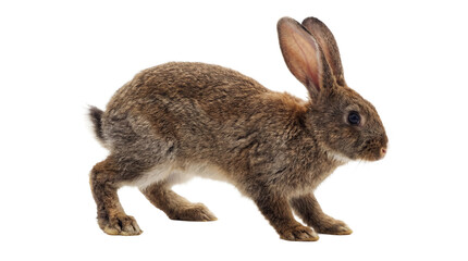 Obraz premium a vibrant png image of a brown rabbit in motion, isolated on a transparent background, showcasing its energetic posture and detailed fur.