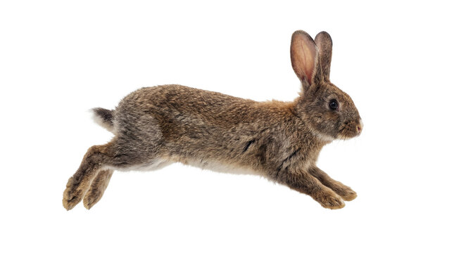 a brown rabbit with its ears up and white whiskers is captured mid-leap against a stark transparent background, showcasing its dynamic movement and furry texture in a high-contrast studio shot.